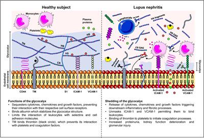 Endothelial cell activation and glycocalyx shedding - potential as biomarkers in patients with lupus nephritis